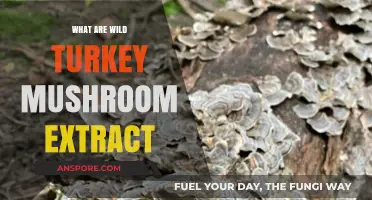 Exploring Wild Turkey Mushroom Extract: Benefits, Uses, and Health Insights