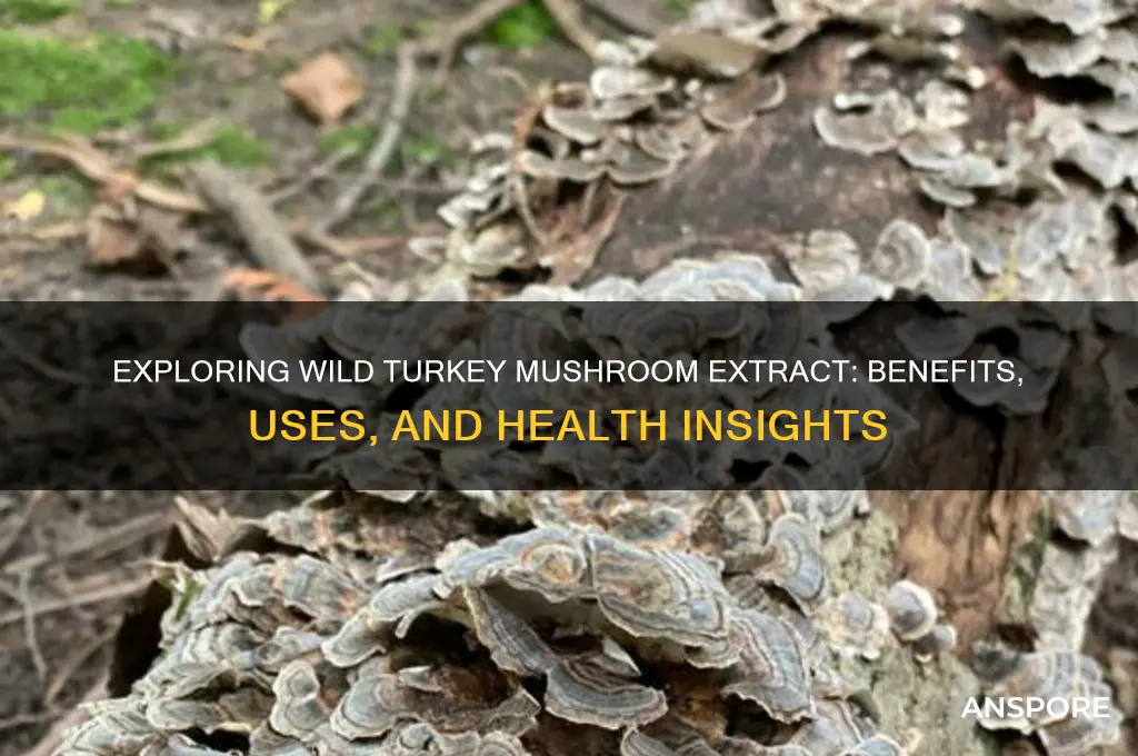 what are wild turkey mushroom extract