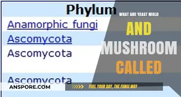Unveiling the Kingdom: Understanding Yeast, Mold, and Mushrooms' Classification