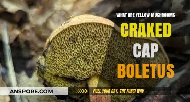 Yellow Mushrooms Cracked Cap Boletus: Identification, Habitat, and Edibility Guide