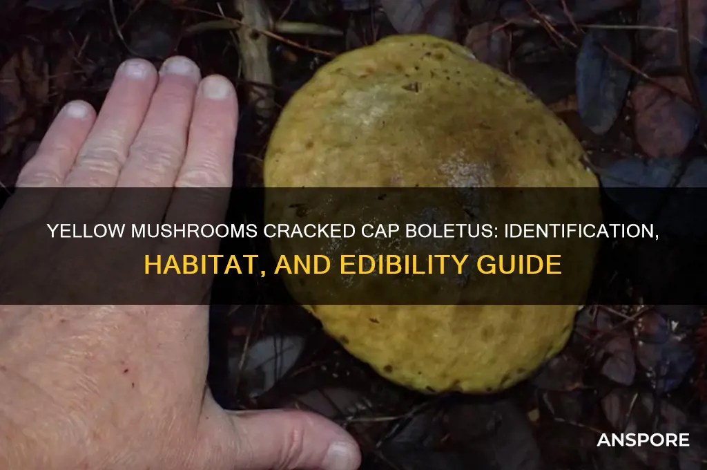 what are yellow mushrooms craked cap boletus