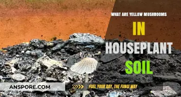 Yellow Mushrooms in Houseplant Soil: Causes, Concerns, and Solutions