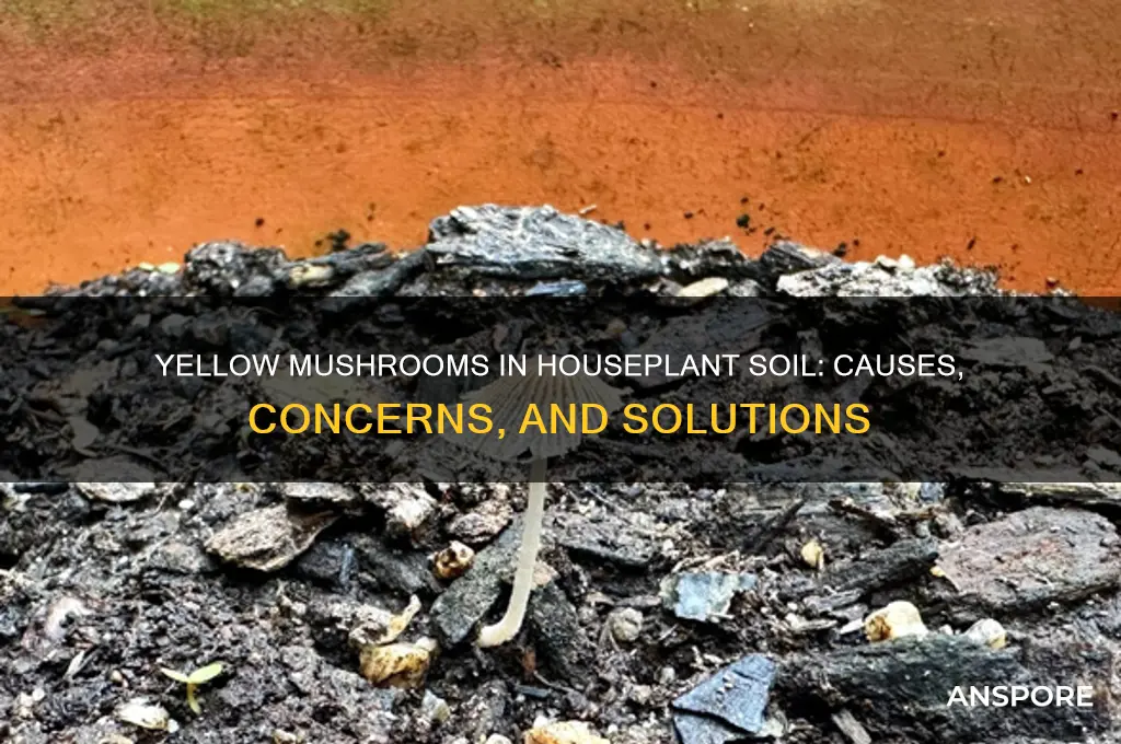 what are yellow mushrooms in houseplant soil