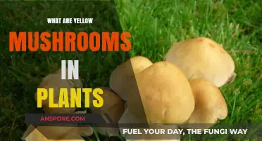Unveiling the Mystery of Yellow Mushrooms in Your Garden