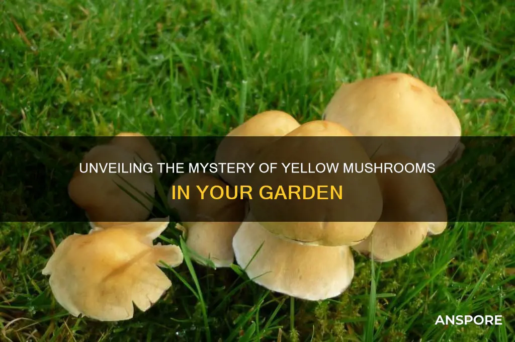 what are yellow mushrooms in plants