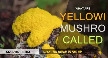 Yellowish Mushrooms: What Are They Called?
