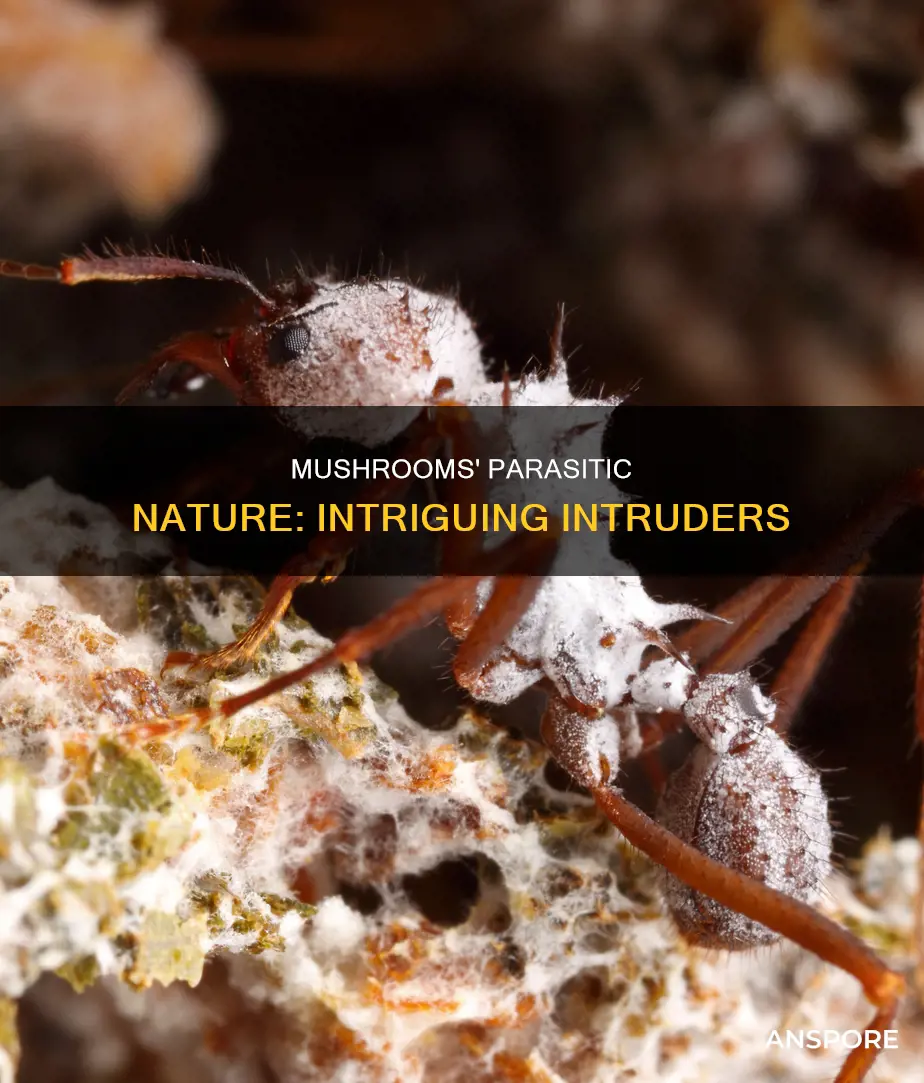 what areparasitic mushrooms