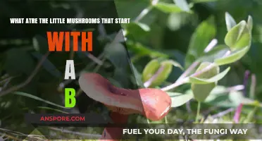Discovering the Tiny B-Named Mushrooms: A Beginner's Guide