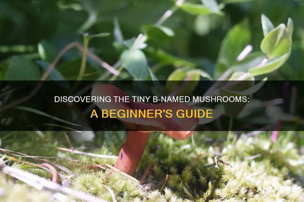 what atre the little mushrooms that start with a b