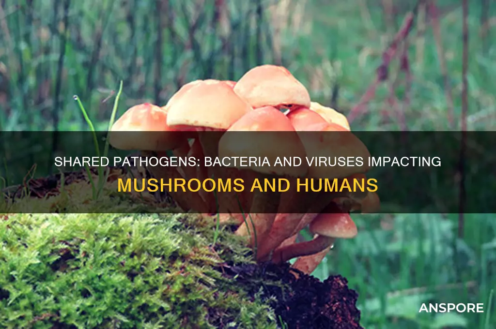 what bacteria and viruses affect both mushrooms and humans