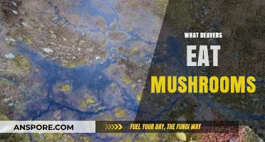 Do Beavers Eat Mushrooms? Exploring Their Unique Dietary Habits