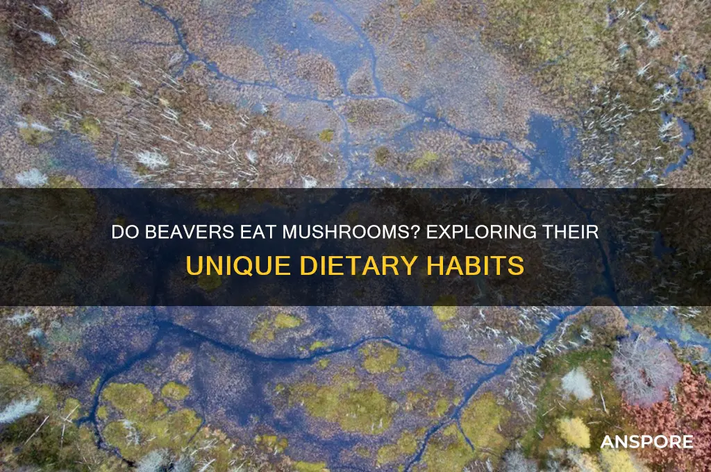 what beavers eat mushrooms