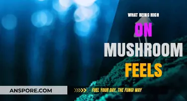 Exploring the Psychedelic Experience: What Being High on Mushrooms Feels Like