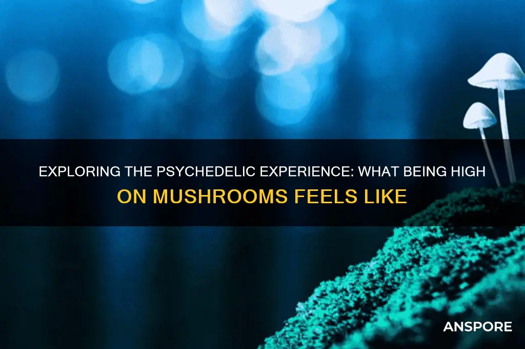 what being high on mushrooms feels