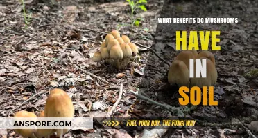 Mushrooms' Soil Benefits: Enhancing Ecosystems, Nutrient Cycling, and Plant Health