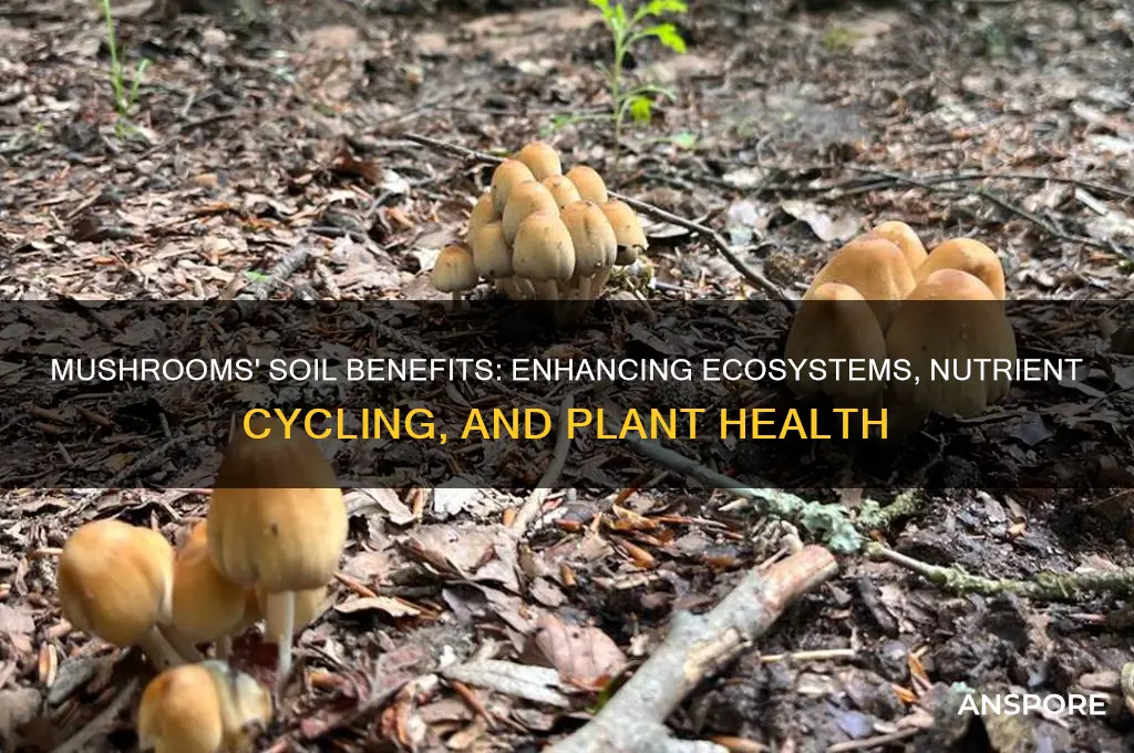 what benefits do mushrooms have in soil