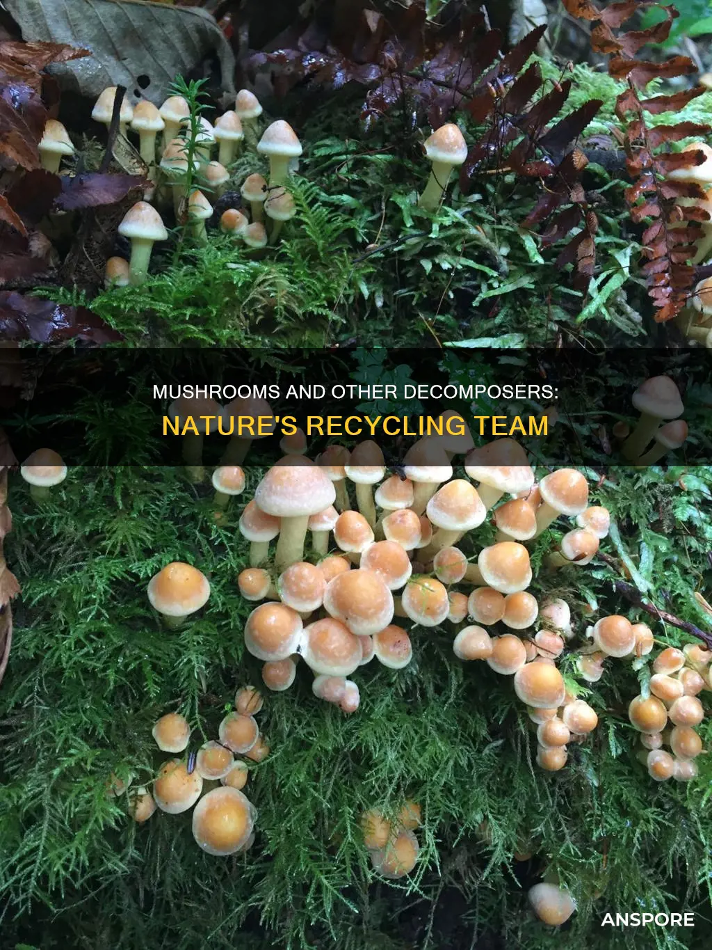 what besides mushrooms are decomposers