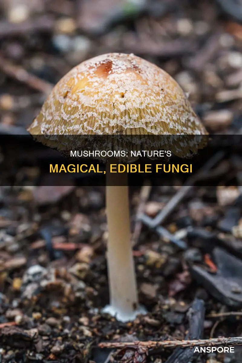 what best describes a mushroom