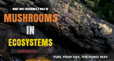 Mushrooms: Ecosystem Engineers, Decomposers, and Nutrient Cyclers Extraordinaire