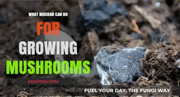 Biochar's Benefits: Boosting Mushroom Growth and Yield Naturally