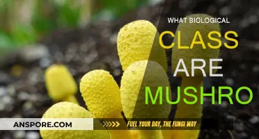 Mushrooms: Exploring Their Biological Classification