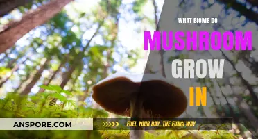 Exploring the Ideal Biomes for Mushroom Growth and Diversity