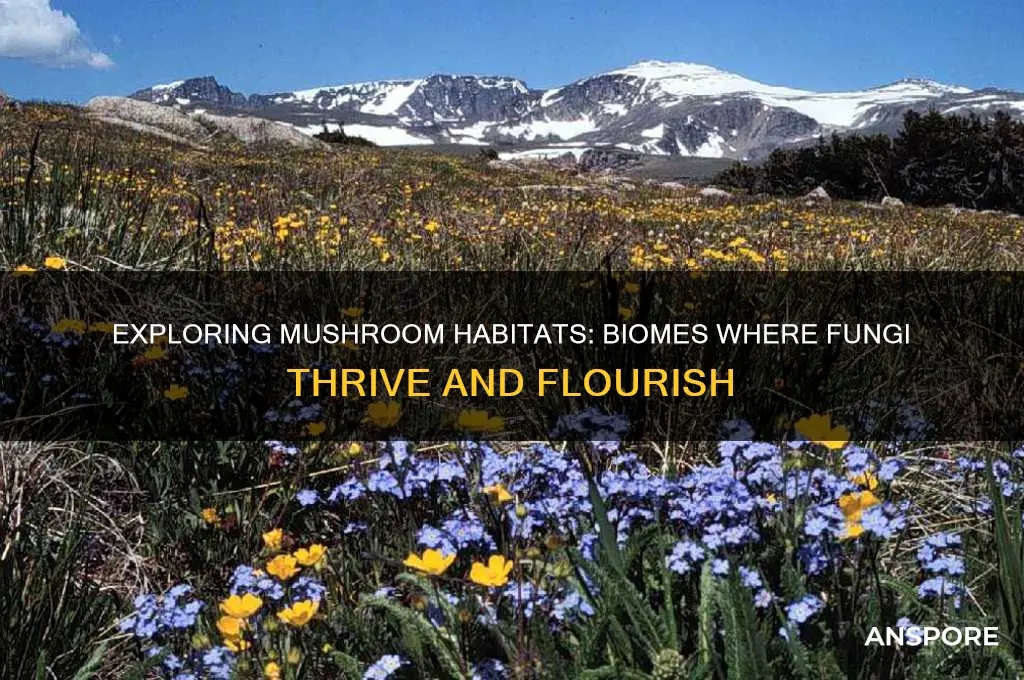 what biome do mushrooms live in