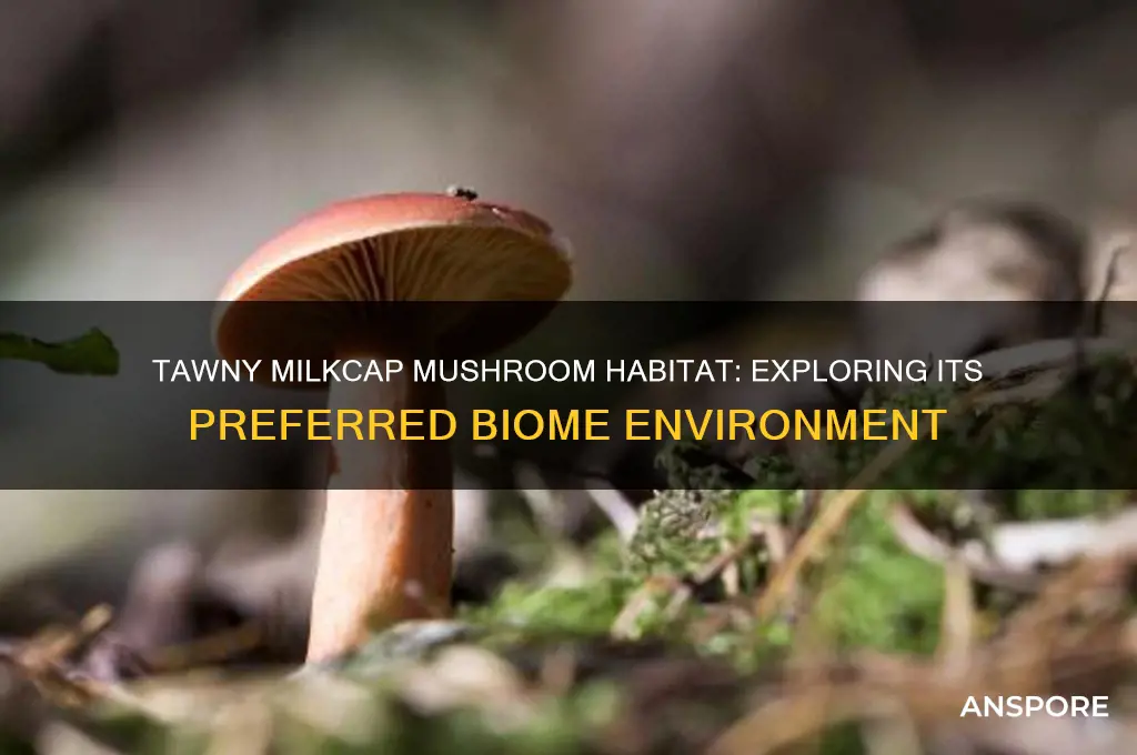 what biome does the tawny milkcap mushroom live in