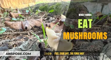 Do Birds Eat Mushrooms? Exploring Fungus in Avian Diets