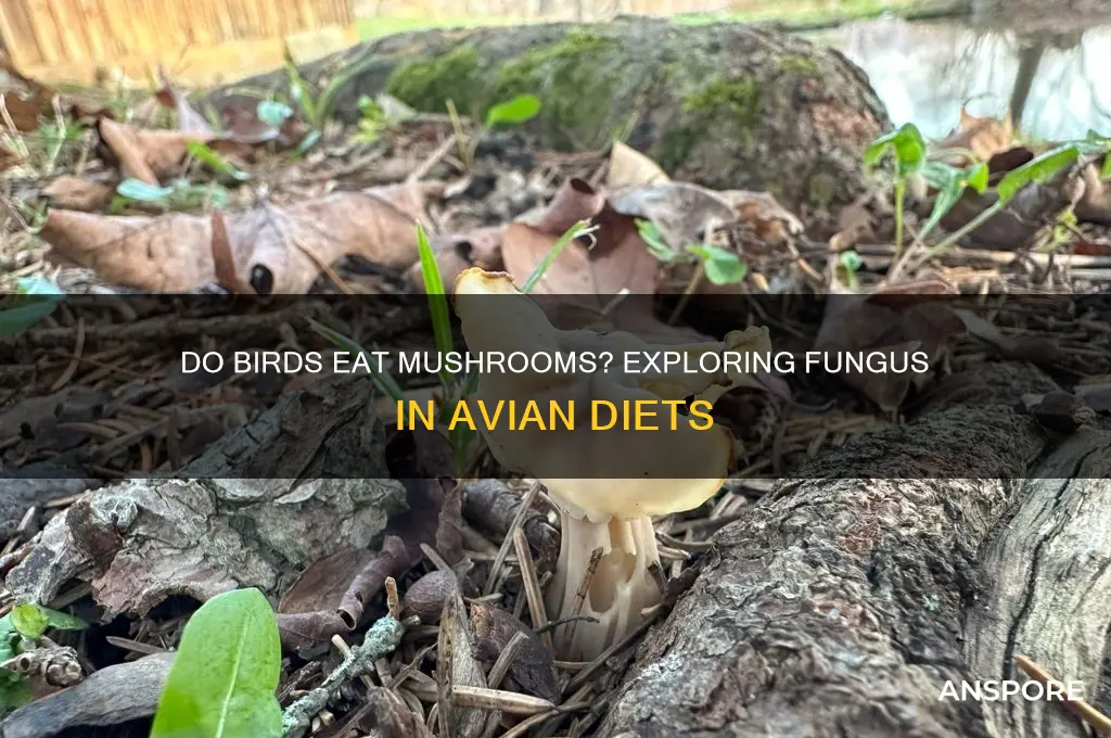 what birds eat mushrooms
