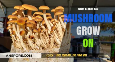 Mushroom Cultivation: Ideal Blocks for Optimal Growth and Yield