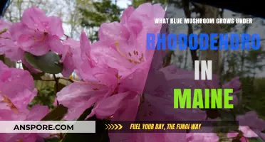 Discovering Maine's Blue Mushroom: A Rhododendron Companion Species