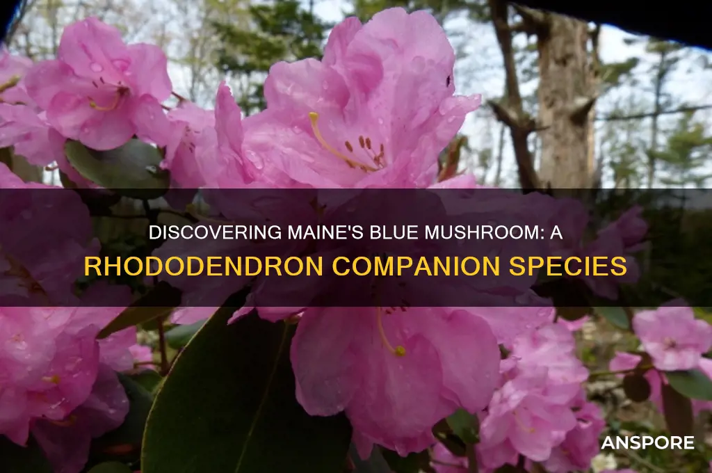 what blue mushroom grows under rhododendrons in maine