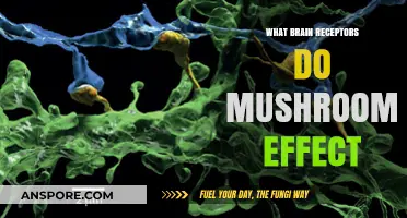 How Mushrooms Interact with Brain Receptors: Unlocking Psychedelic Effects