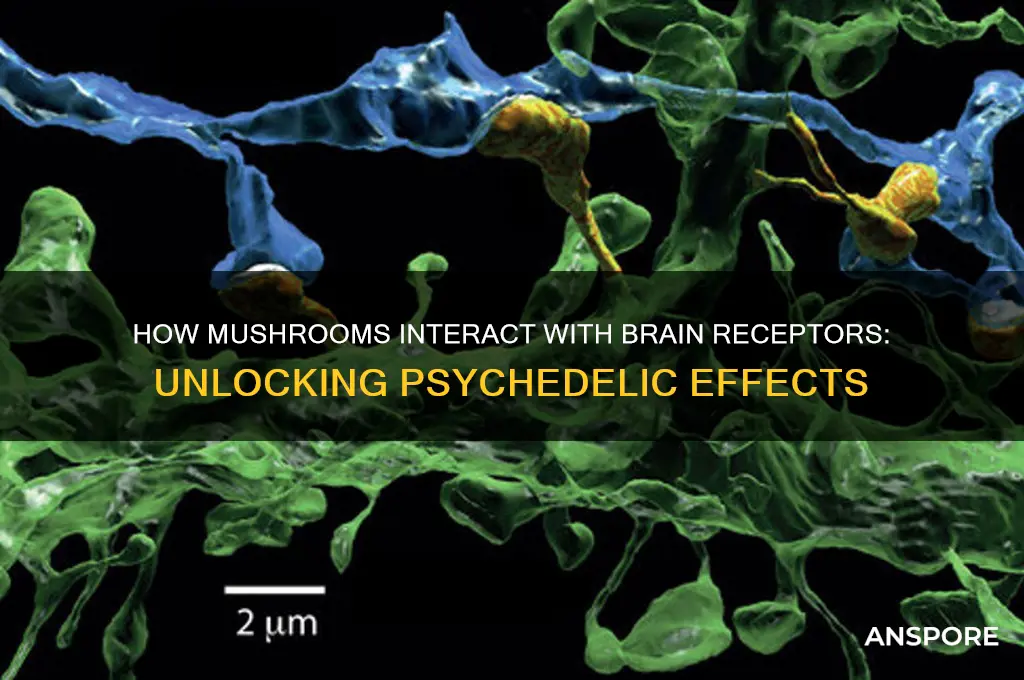 what brain receptors do mushrooms effect