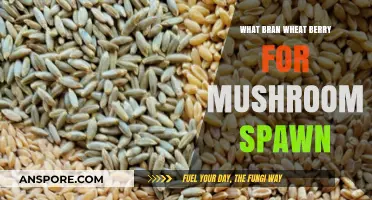 Wheat Berry Bran: Optimal Mushroom Spawn Substrate Selection Guide