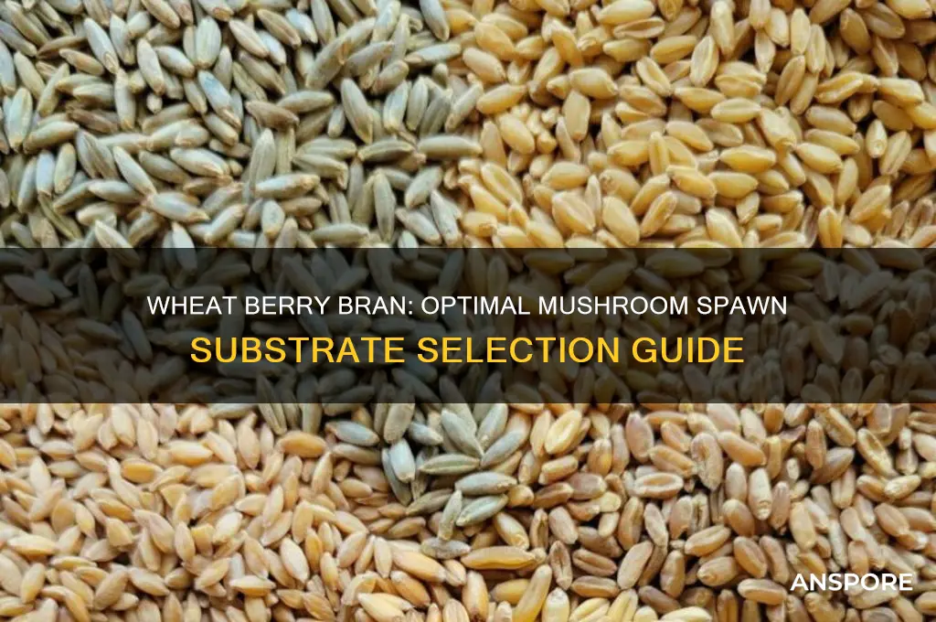 what bran wheat berry for mushroom spawn