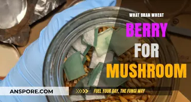 Wheat Berry Bran Boost: Enhancing Mushroom Growth with Nutritious Substrates