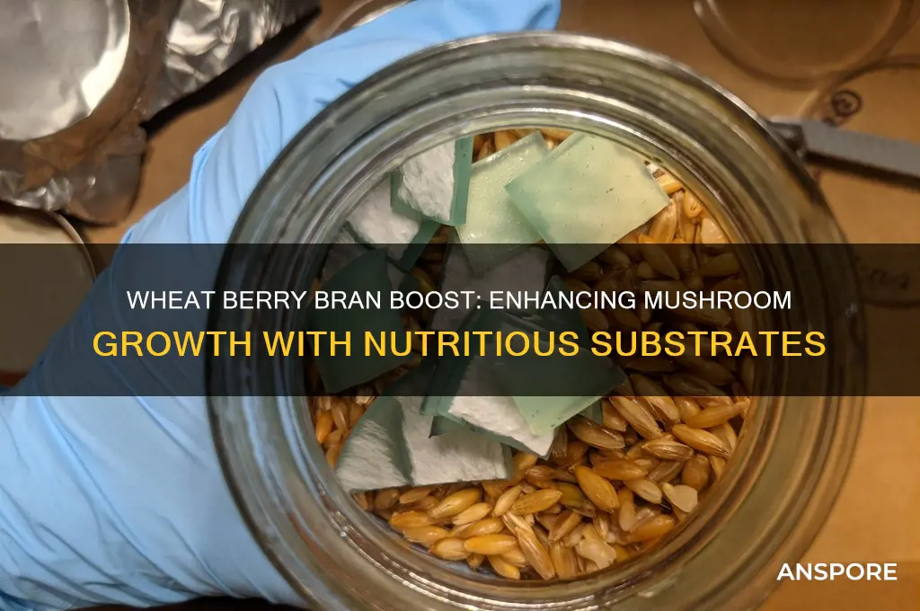 what bran wheat berry for mushroom
