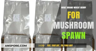 Best Wheat Berry Brands for Mushroom Spawn: A Comprehensive Guide