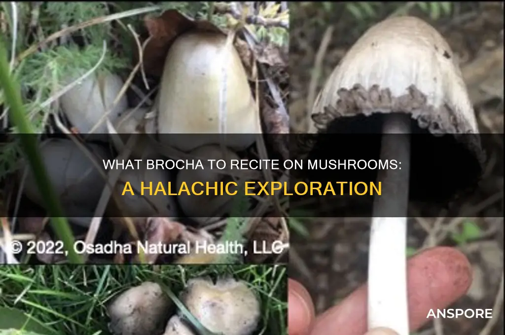 what brocha do you make on mushrooms