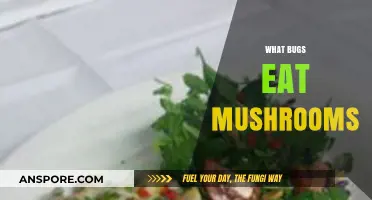 Mushroom-Munching Bugs: Exploring Nature's Fungus-Feeding Insect Species