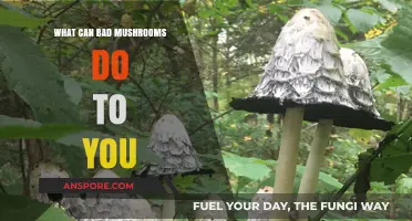 Toxic Mushrooms: Symptoms, Risks, and How to Stay Safe