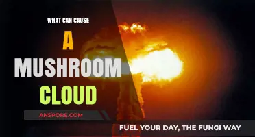 Explosive Forces: Unveiling the Origins of Mushroom Clouds
