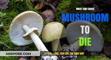 Factors Leading to Mushroom Death: Causes and Prevention Tips