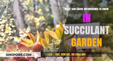 Why Mushrooms Appear in Your Succulent Garden: Causes Explained