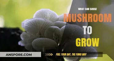 Unveiling the Surprising Factors That Trigger Mushroom Growth in Nature