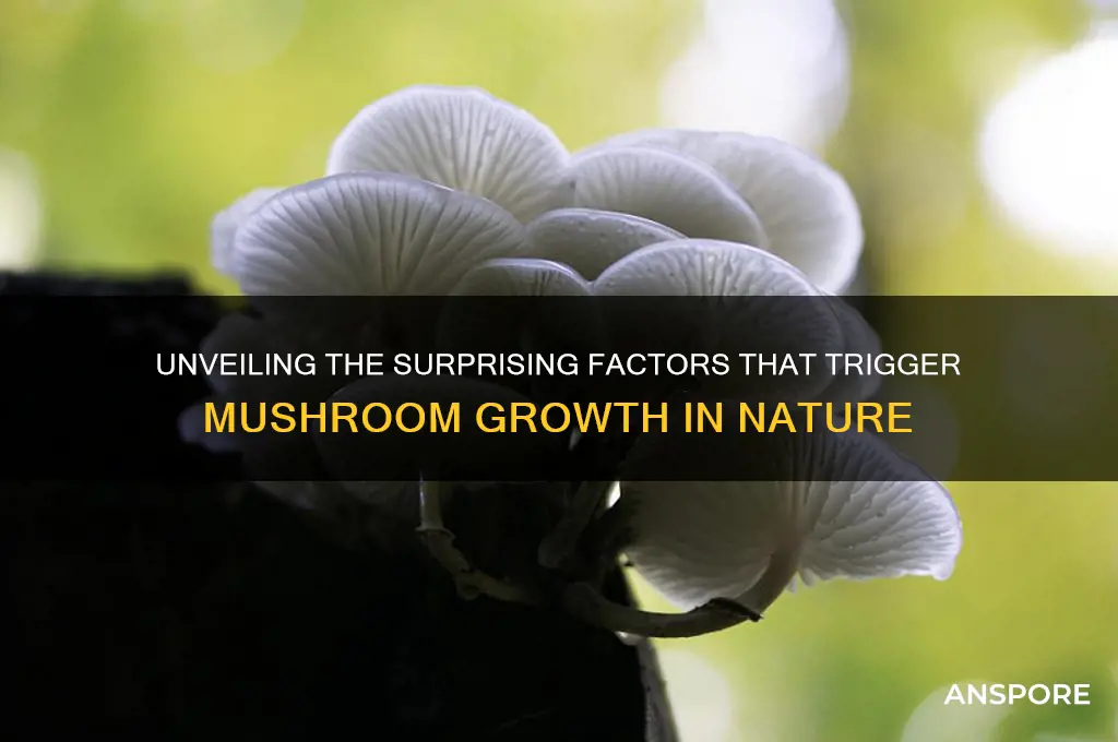 what can cause mushrooms to grow