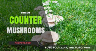 Effective Strategies to Counter Mushrooms in Your Garden and Lawn