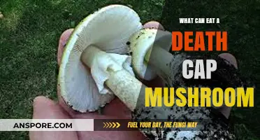 Deadly Death Cap Mushroom: Surprising Creatures That Dare to Devour It